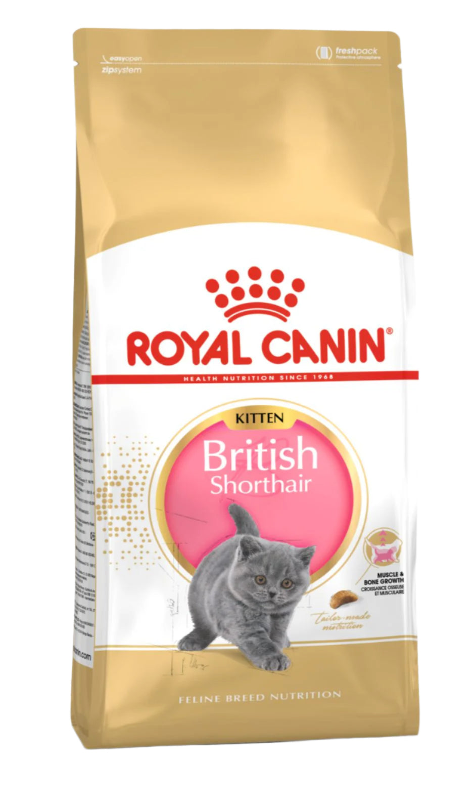 BRITISH KITTEN