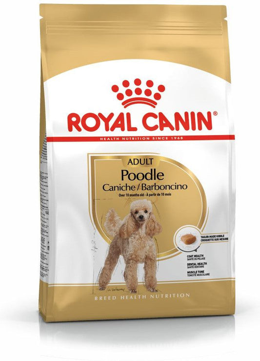 Poodle Adult