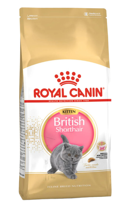 BRITISH KITTEN