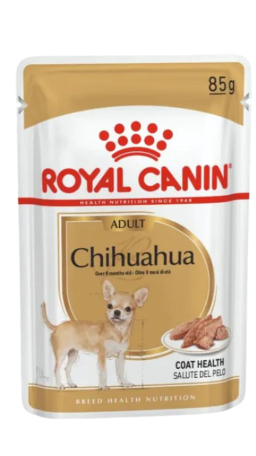 CHihuahua-adult